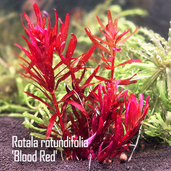 Rotala rotundifolia 'Blood Red' - Rundblättrige Rotala "Blutrot" 1-2-Grow!